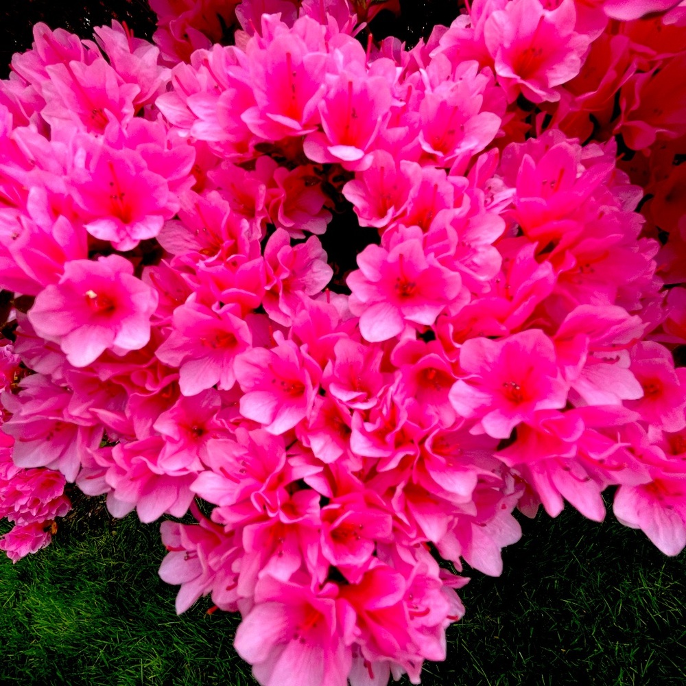 Meet your Posher, Ali